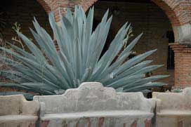 aloe