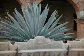 aloe