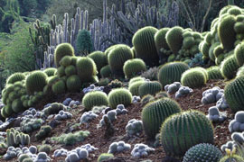 cacti